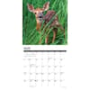 image Deer Whitetail Seasons 2025 Wall Calendar