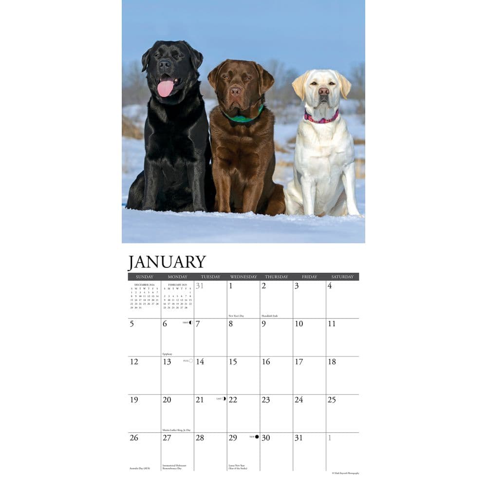 Just Labs 2025 Wall Calendar Second Alternate Image width=&quot;1000&quot; height=&quot;1000&quot;