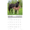 image Why Horses Do That 2025 Wall Calendar