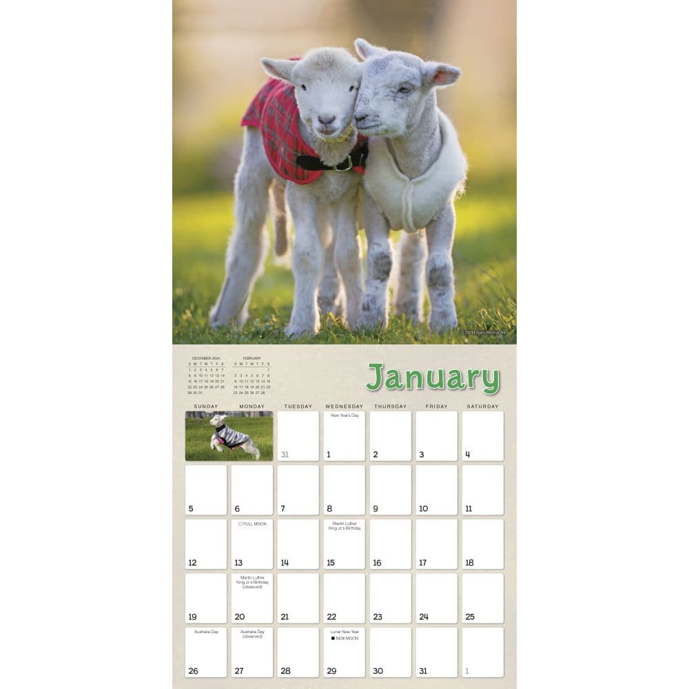 Lambies in Jammies 2025 Wall Calendar Second Alternate Image width=&quot;1000&quot; height=&quot;1000&quot;