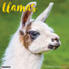 image Llamas 2025 Wall Calendar  Main Image