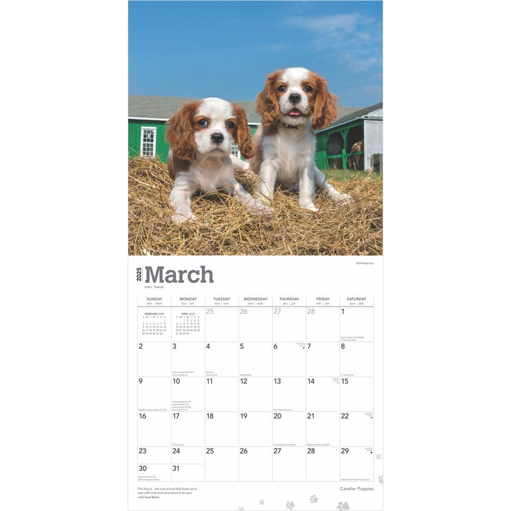 Cavalier King Charles Puppies 2025 Wall Calendar First Alternate Image width=&quot;1000&quot; height=&quot;1000&quot;
