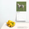 image American Bulldogs 2025 Wall Calendar Fourth Alternate Image width=&quot;1000&quot; height=&quot;1000&quot;