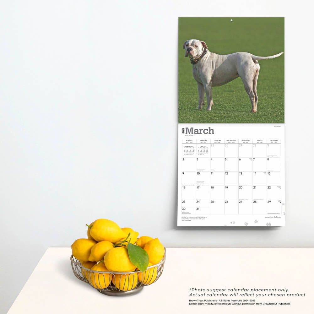 American Bulldogs 2025 Wall Calendar Fourth Alternate Image width=&quot;1000&quot; height=&quot;1000&quot;