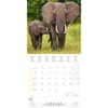 image Elephant Families 2024 Wall Calendar Second Alternate Image width=&quot;1000&quot; height=&quot;1000&quot;