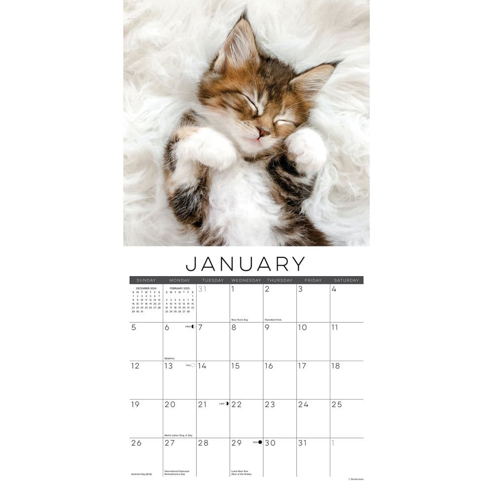 Naptime Cats 2025 Wall Calendar Second Alternate Image width=&quot;1000&quot; height=&quot;1000&quot;