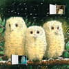 image Owl Babies Advent Calendar Main Product  Image width="1000" height="1000"