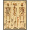 image Skeletal System 1000 Piece Puzzle by Cavallini 2nd Product Detail  Image width=&quot;1000&quot; height=&quot;1000&quot;