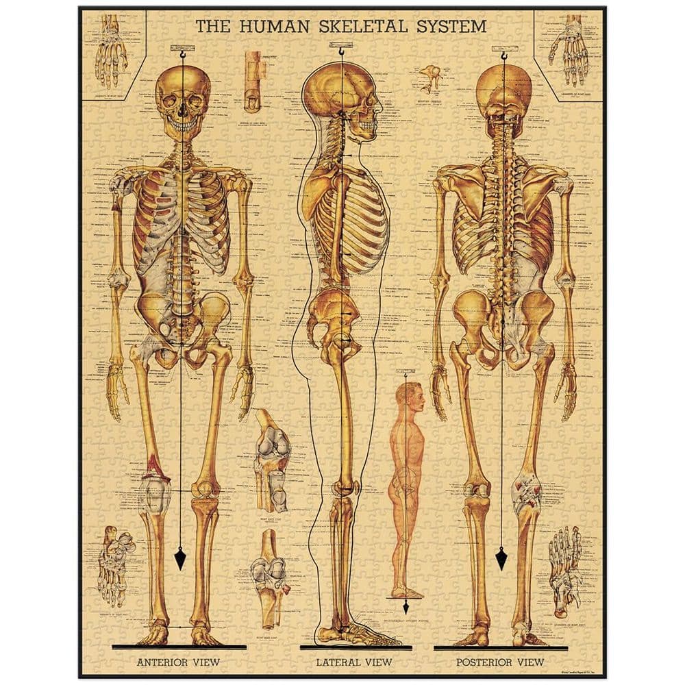 Skeletal System 1000 Piece Puzzle by Cavallini 2nd Product Detail  Image width=&quot;1000&quot; height=&quot;1000&quot;