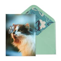 image Cat And Butterfly Greeting Card Main Product  Image width="1000" height="1000"