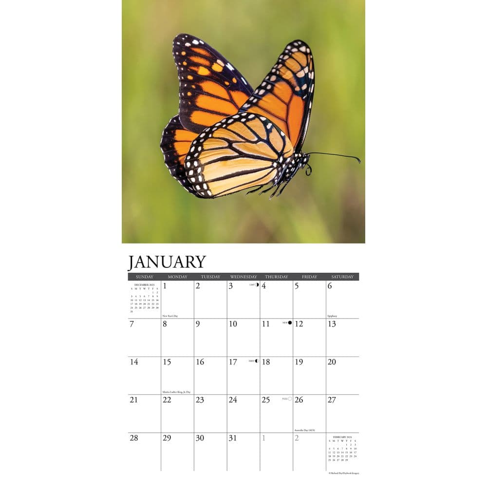 Monarch Butterflies 2024 Wall Calendar Interior Image width=&quot;1000&quot; height=&quot;1000&quot;