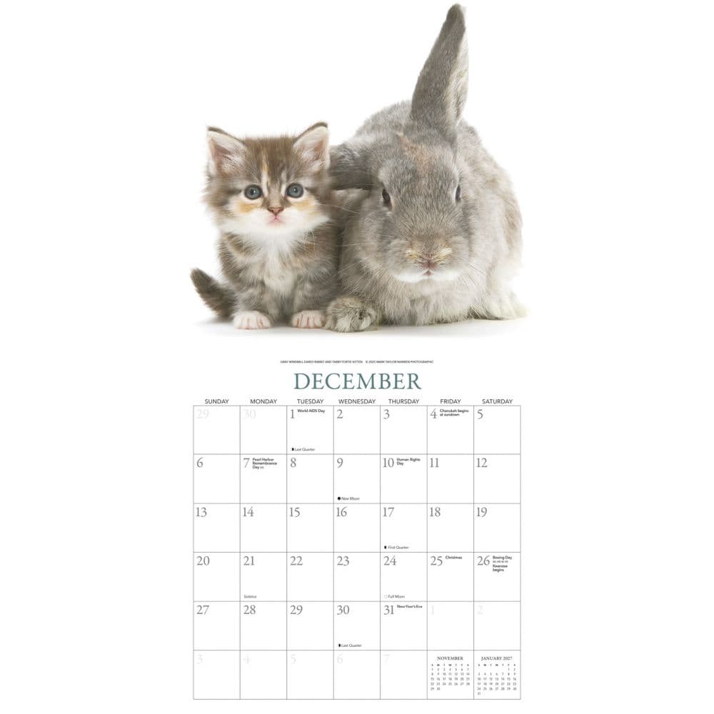 Fourth Alternate Image