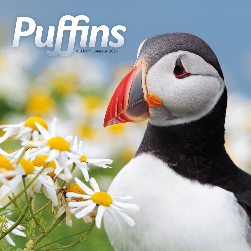 Puffins 2026 Wall Calendar Main Product Image