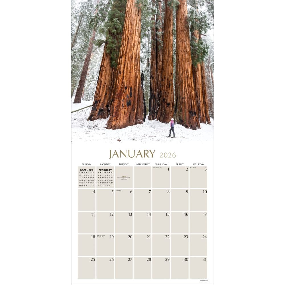 Trees 2026 Wall Calendar Second Alternate Image
