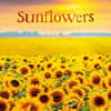 image Sunflowers 2026 Wall Calendar Main Product Image