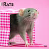 image Rats 2026 Wall Calendar Main Product Image