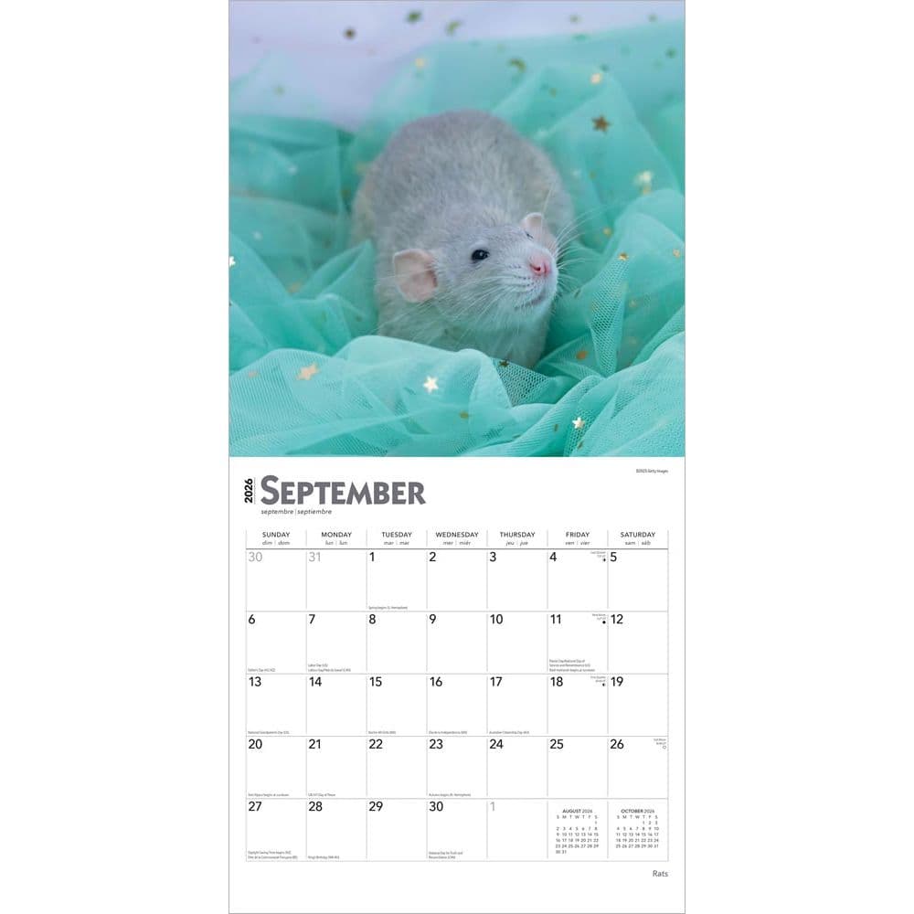 Rats 2026 Wall Calendar Third Alternate Image