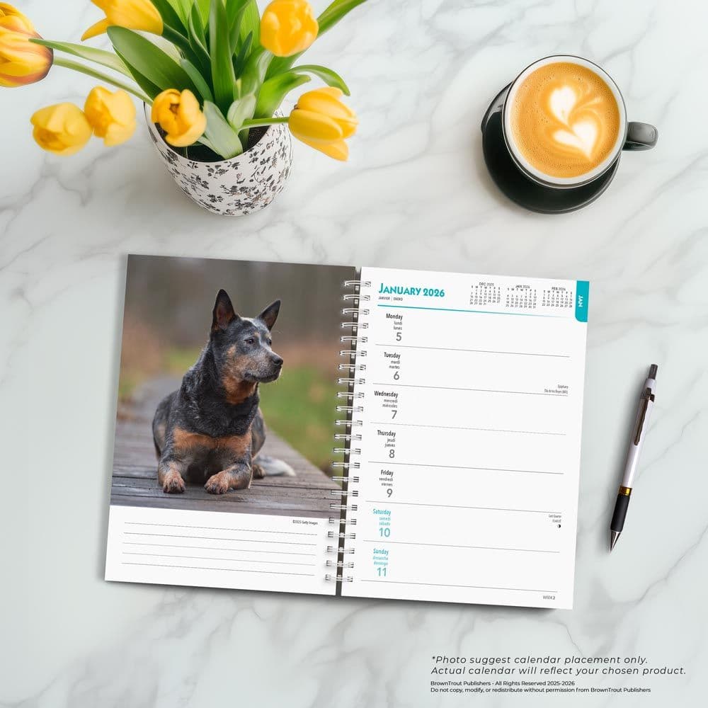 Fourth Alternate Image