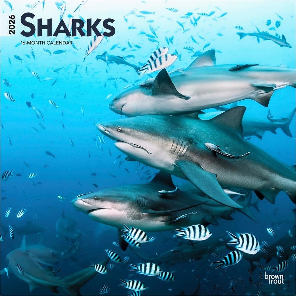 Sharks 2026 Wall Calendar Main Product Image