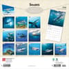 image Sharks 2026 Wall Calendar First Alternate Image