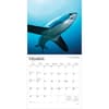 image Sharks 2026 Wall Calendar Second Alternate Image