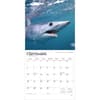 image Sharks 2026 Wall Calendar Third Alternate Image