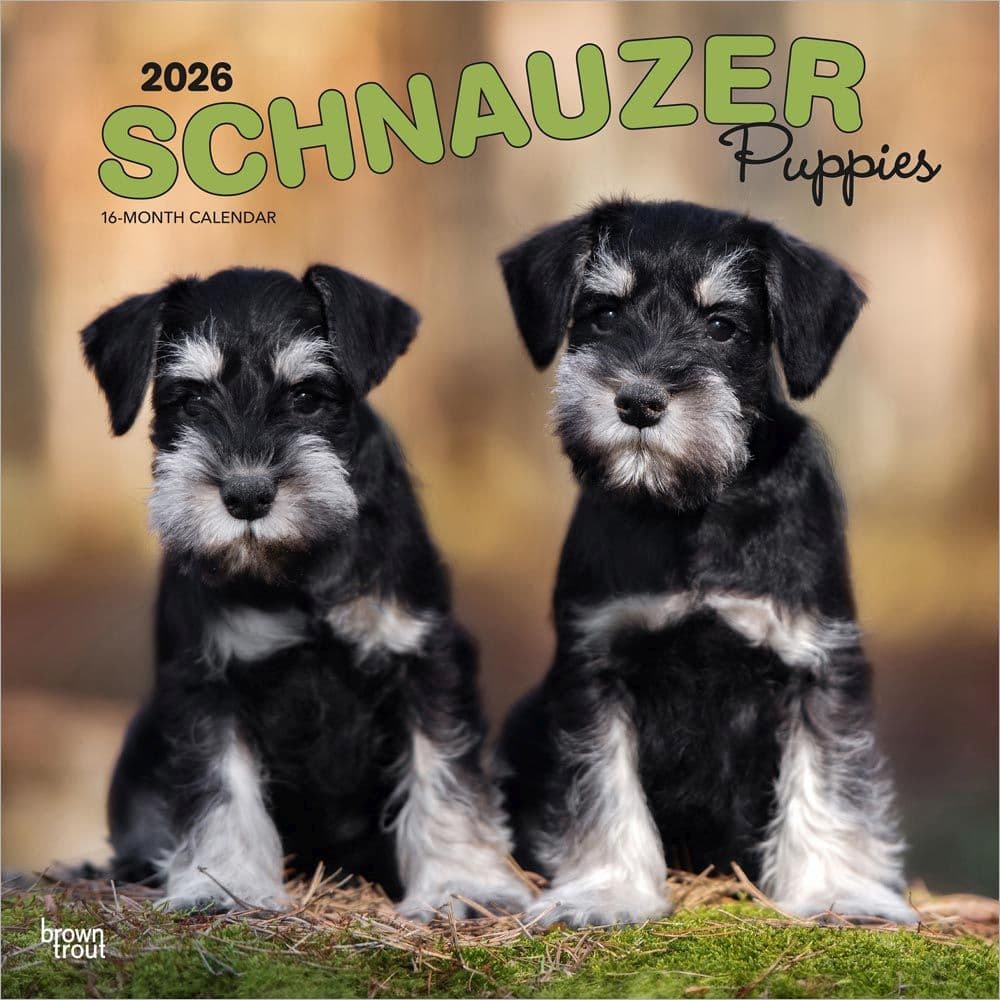 image Schnauzer Puppies 2026 Wall Calendar Main Product Image