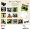image Schnauzer Puppies 2026 Wall Calendar First Alternate Image