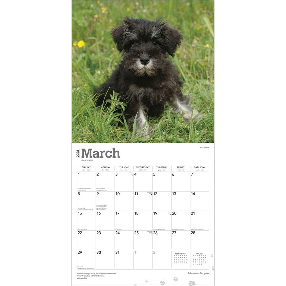 Schnauzer Puppies 2026 Wall Calendar Second Alternate Image