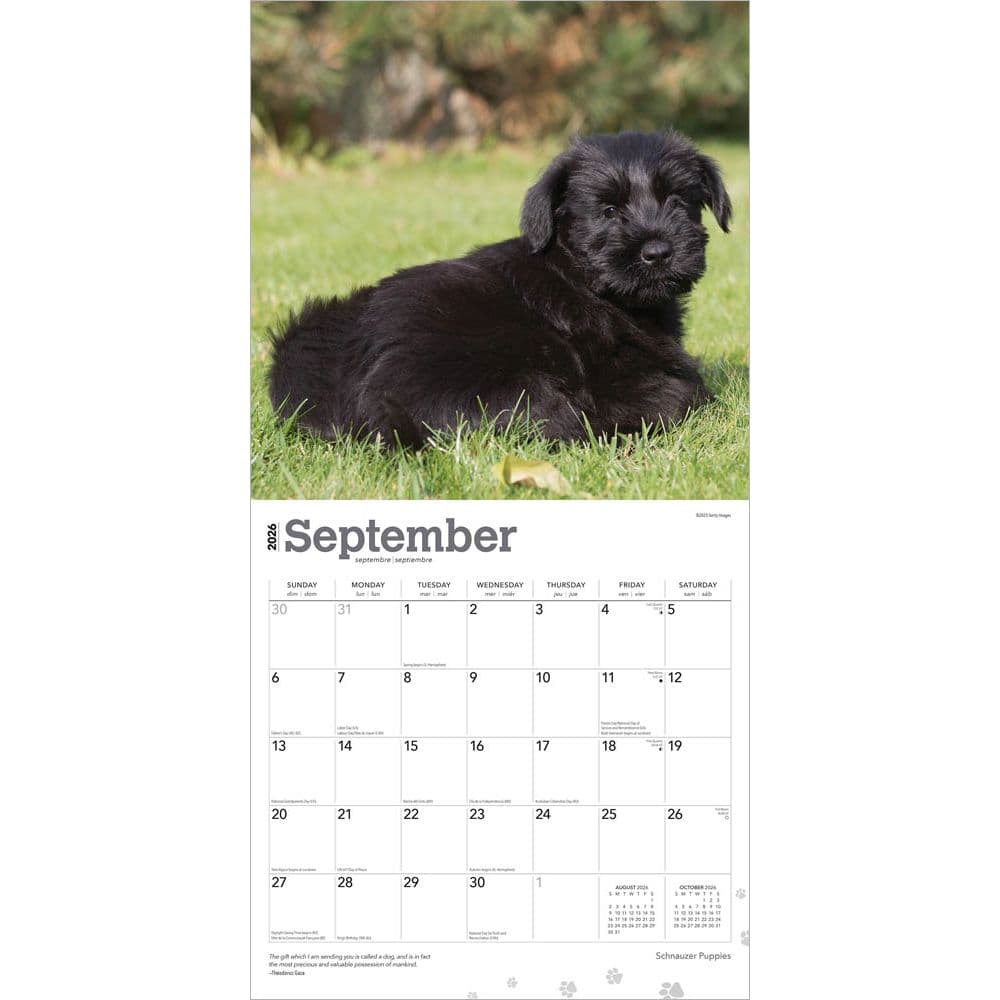 Schnauzer Puppies 2026 Wall Calendar Third Alternate Image