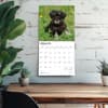 image Schnauzer Puppies 2026 Wall Calendar Fourth Alternate Image