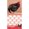 image Extraordinary Chickens 2025 Wall Calendar First Alternate Image width=&quot;1000&quot; height=&quot;1000&quot;