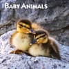 image Baby Animals 2025 Wall Calendar  Main Image