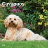 image Cavapoos 2025 Wall Calendar Main Product Image width=&quot;1000&quot; height=&quot;1000&quot;