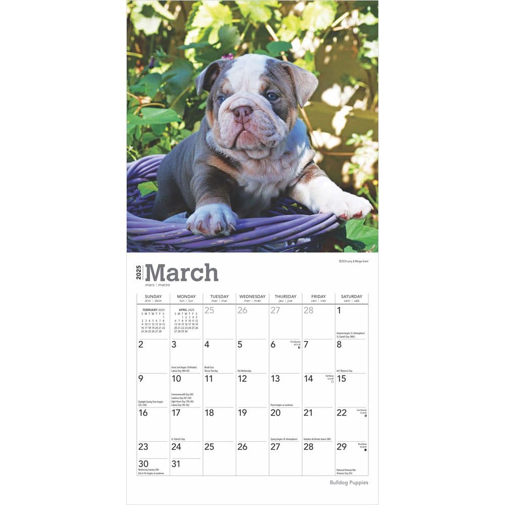 Bulldog Puppies 2025 Mini Wall Calendar Second Alternate Image width=&quot;1000&quot; height=&quot;1000&quot;