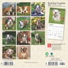 image Bulldog Puppies 2025 Mini Wall Calendar First Alternate Image width=&quot;1000&quot; height=&quot;1000&quot;