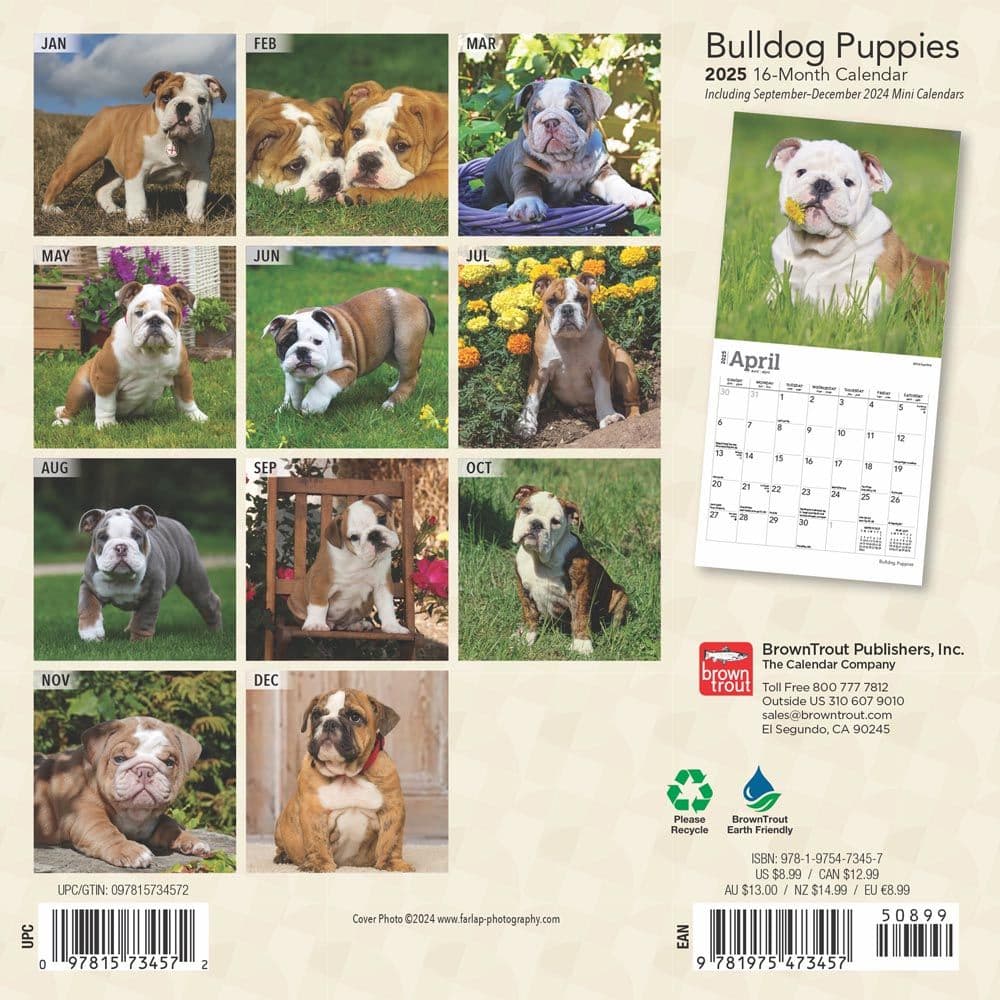 Bulldog Puppies 2025 Mini Wall Calendar First Alternate Image width=&quot;1000&quot; height=&quot;1000&quot;