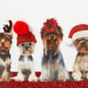 image Dogs with Christmas Hats Christmas Card
Third Alternate Image width=&quot;1000&quot; height=&quot;1000&quot;