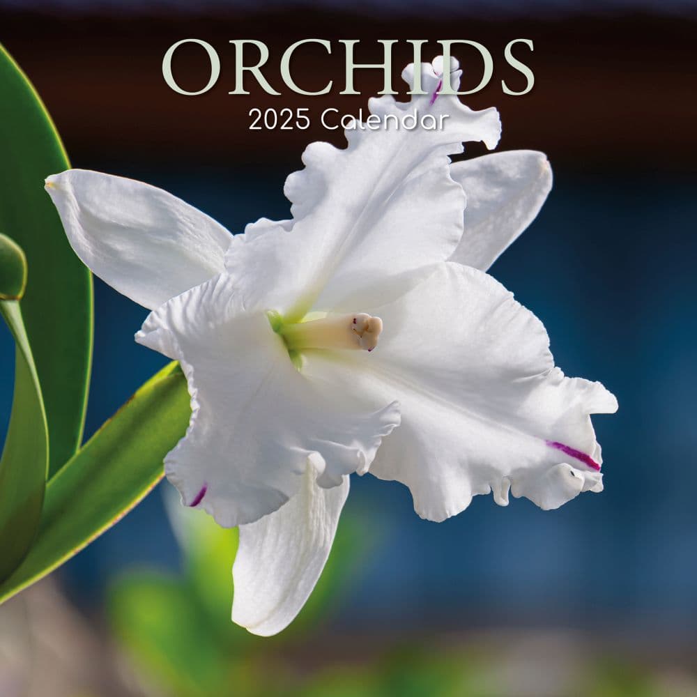 Orchids 2025 Wall Calendar Main Product Image width=&quot;1000&quot; height=&quot;1000&quot;