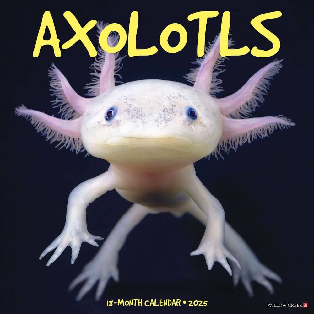 Axolotls 2025 Wall Calendar Main Product Image width=&quot;1000&quot; height=&quot;1000&quot;
