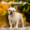 image French Bulldogs 2025 Mini Wall Calendar Main Product Image width=&quot;1000&quot; height=&quot;1000&quot;