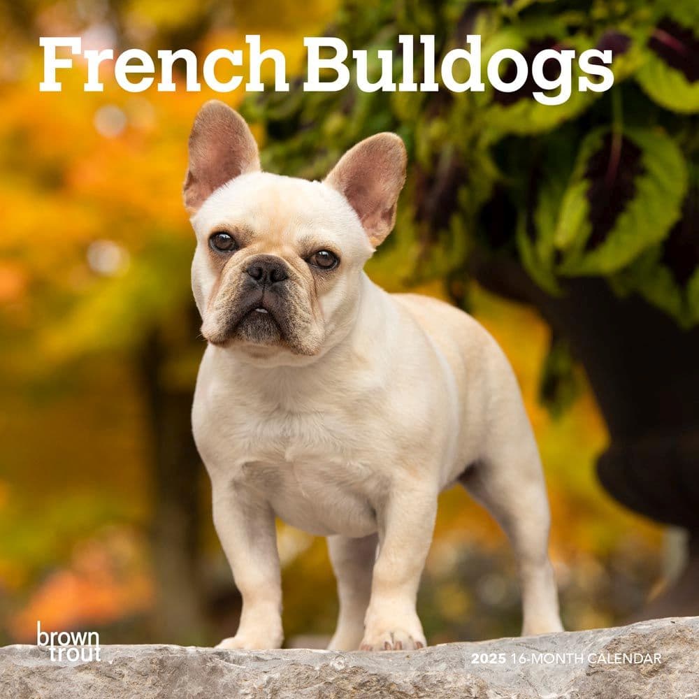 French Bulldogs 2025 Mini Wall Calendar Main Product Image width=&quot;1000&quot; height=&quot;1000&quot;