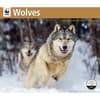 image Wolves WWF 2025 Wall Calendar Main Image