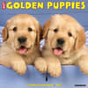 image Just Golden Puppies 2025 Wall Calendar Main Image