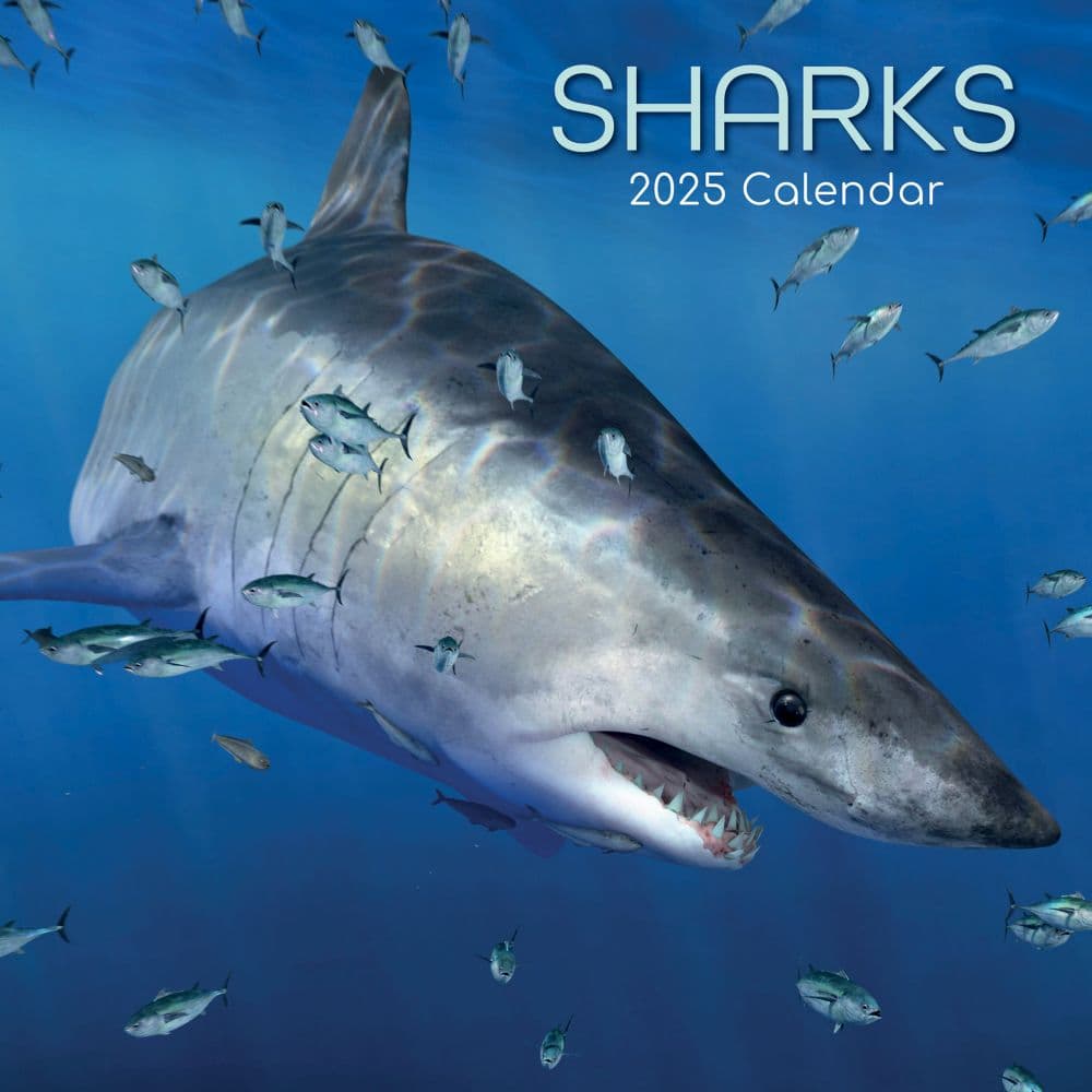 Sharks 2025 Wall Calendar Main Product Image width=&quot;1000&quot; height=&quot;1000&quot;