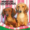 image Just Dachshunds 2025 Mini Wall Calendar Main Product Image width=&quot;1000&quot; height=&quot;1000&quot;