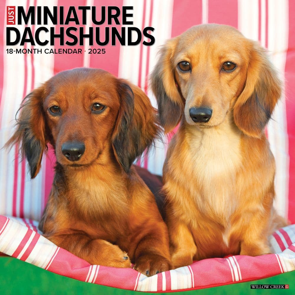 Just Dachshunds 2025 Mini Wall Calendar Main Product Image width=&quot;1000&quot; height=&quot;1000&quot;