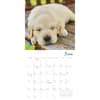 image Pooped Puppies 2025 Mini Wall Calendar Second Alternate Image width=&quot;1000&quot; height=&quot;1000&quot;