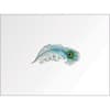 image Peacock Feather Boxed Note Cards Main Product Image width=&quot;1000&quot; height=&quot;1000&quot;