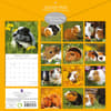 image Guinea Pigs 2025 Wall Calendar First Alternate Image width=&quot;1000&quot; height=&quot;1000&quot;